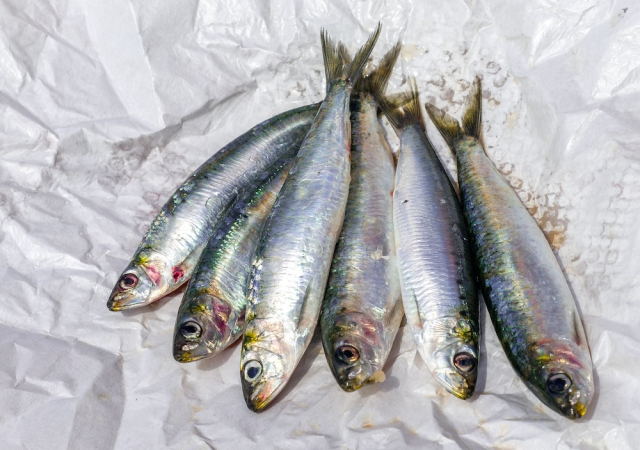 Sardinas recién pescadas